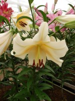 [3164 Santini World B No02.JPG]